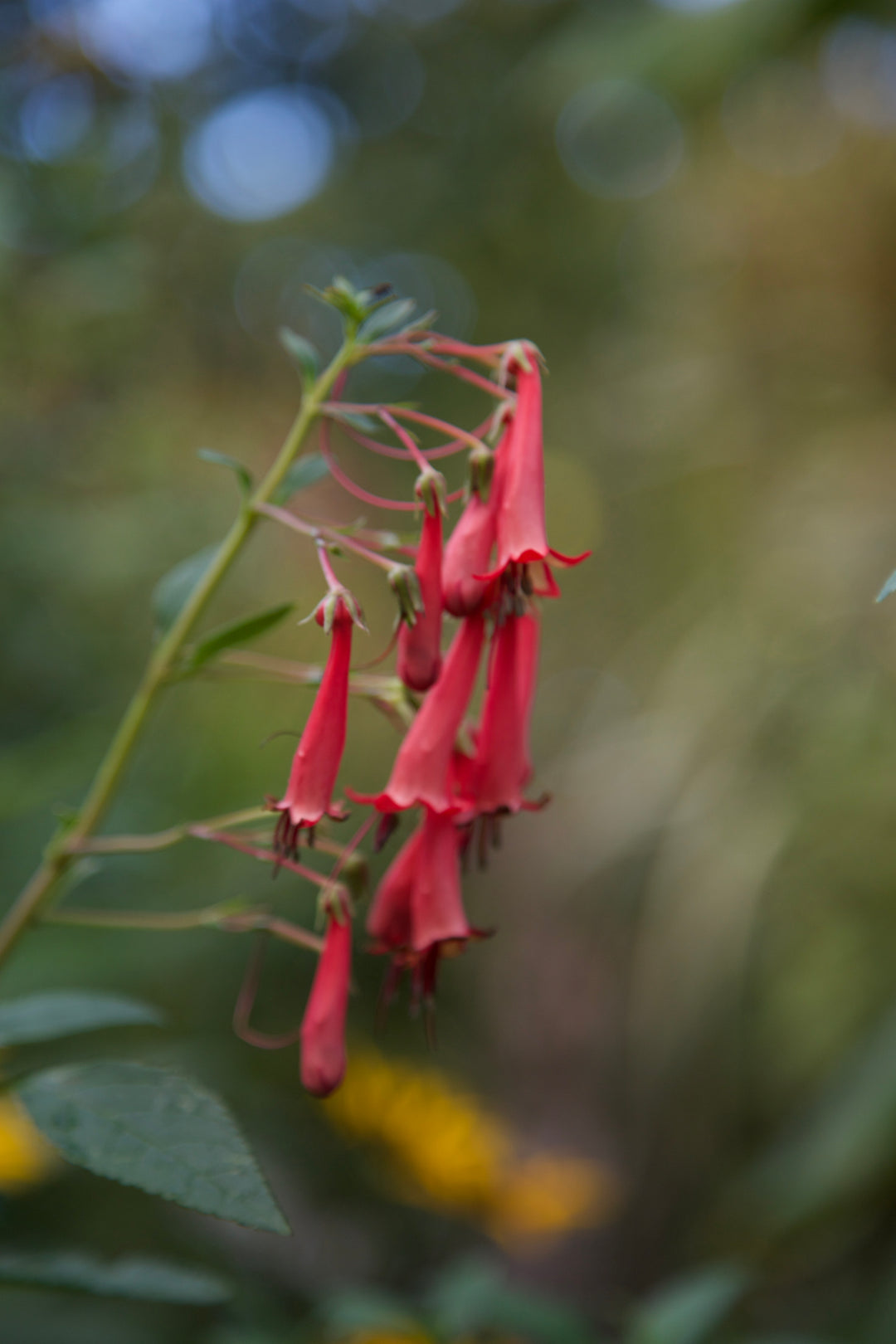 Phygelius x rectus 'African Queen' AGM