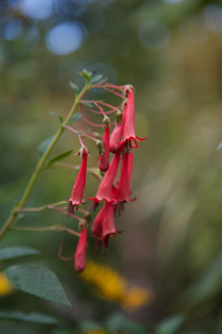 Phygelius x rectus 'African Queen' AGM