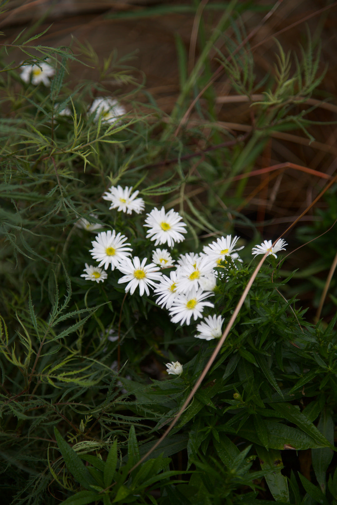 Symphyotrichum novi-belgii 'Kristina'