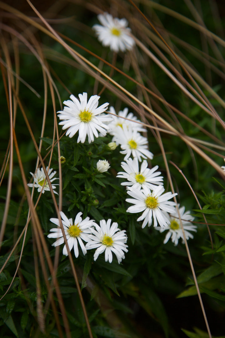 Symphyotrichum novi-belgii 'Kristina'