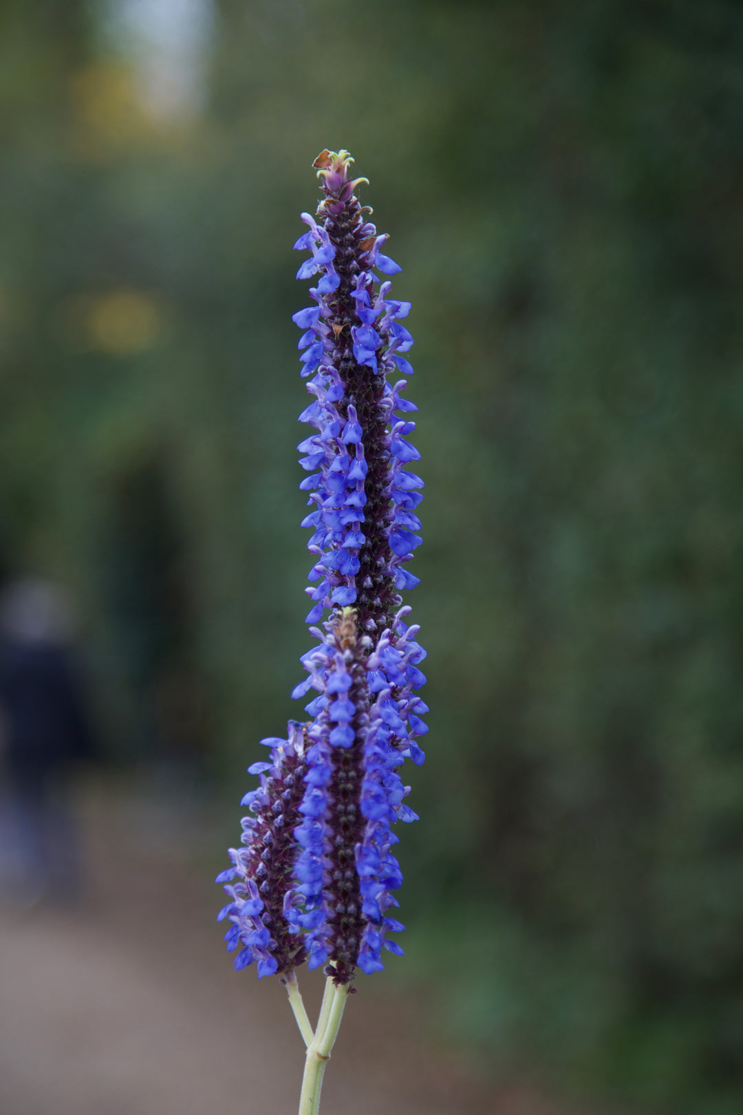 Salvia congestiflora
