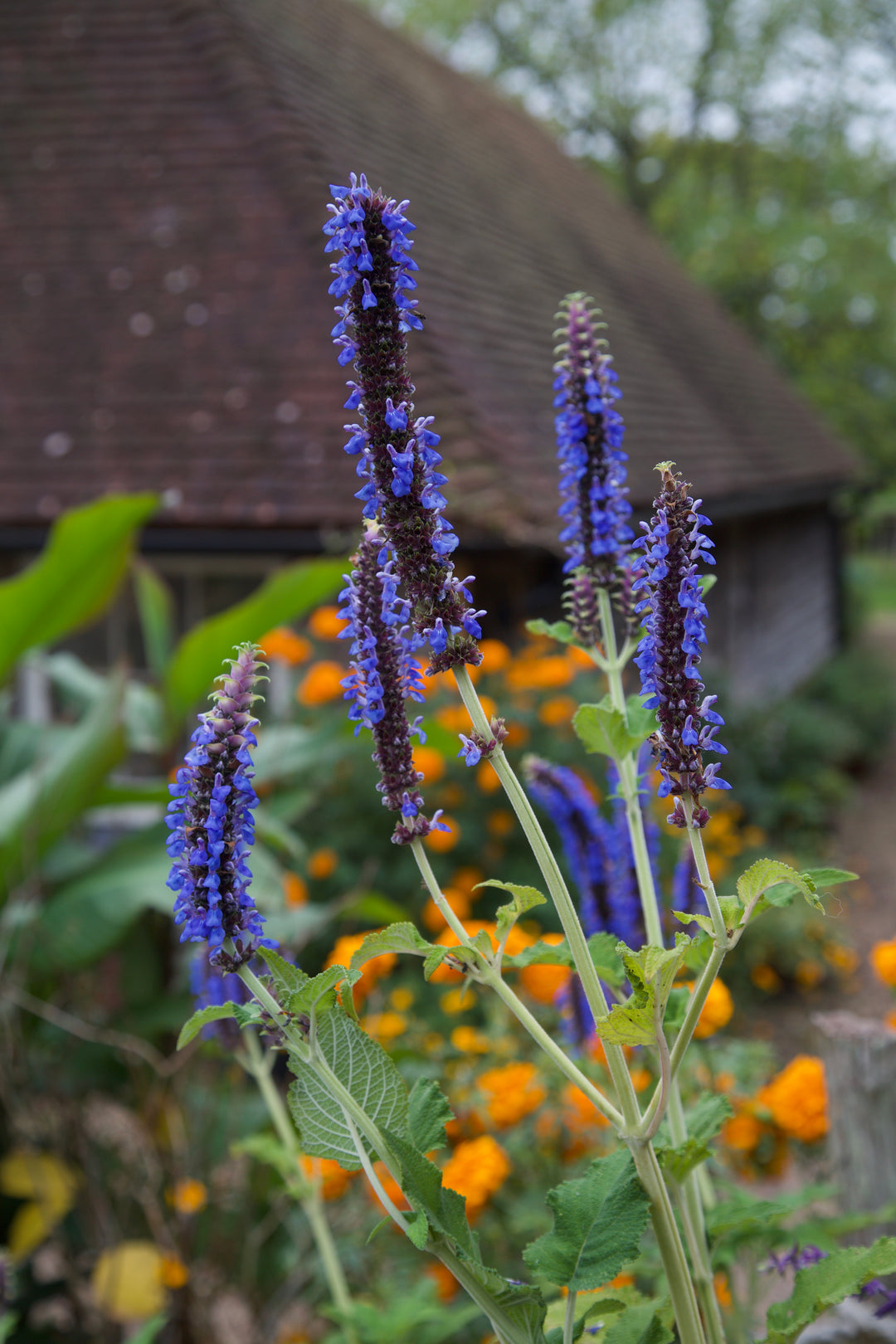 Salvia congestiflora