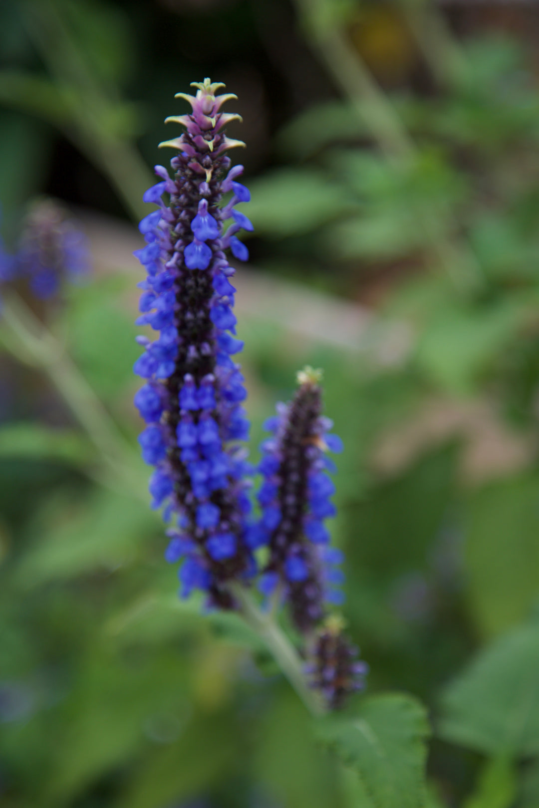 Salvia congestiflora
