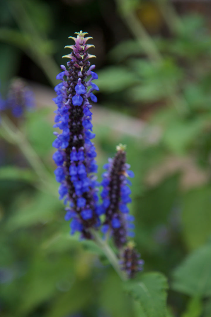 Salvia congestiflora