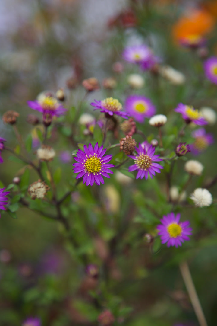Aster ageratoides 'Ezo Murasaki'