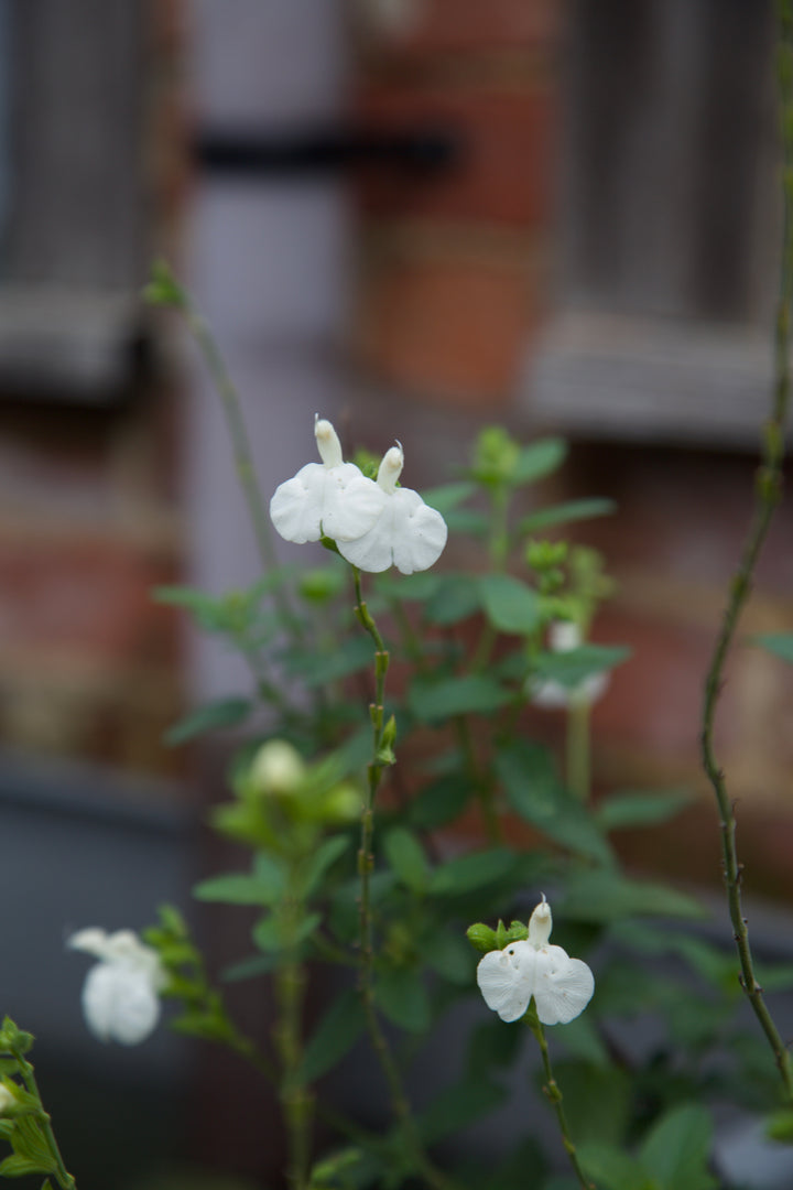 Salvia ‘Marchants Chalk White’