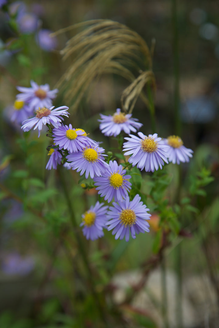 Symphyotrichum laeve 'Climax'