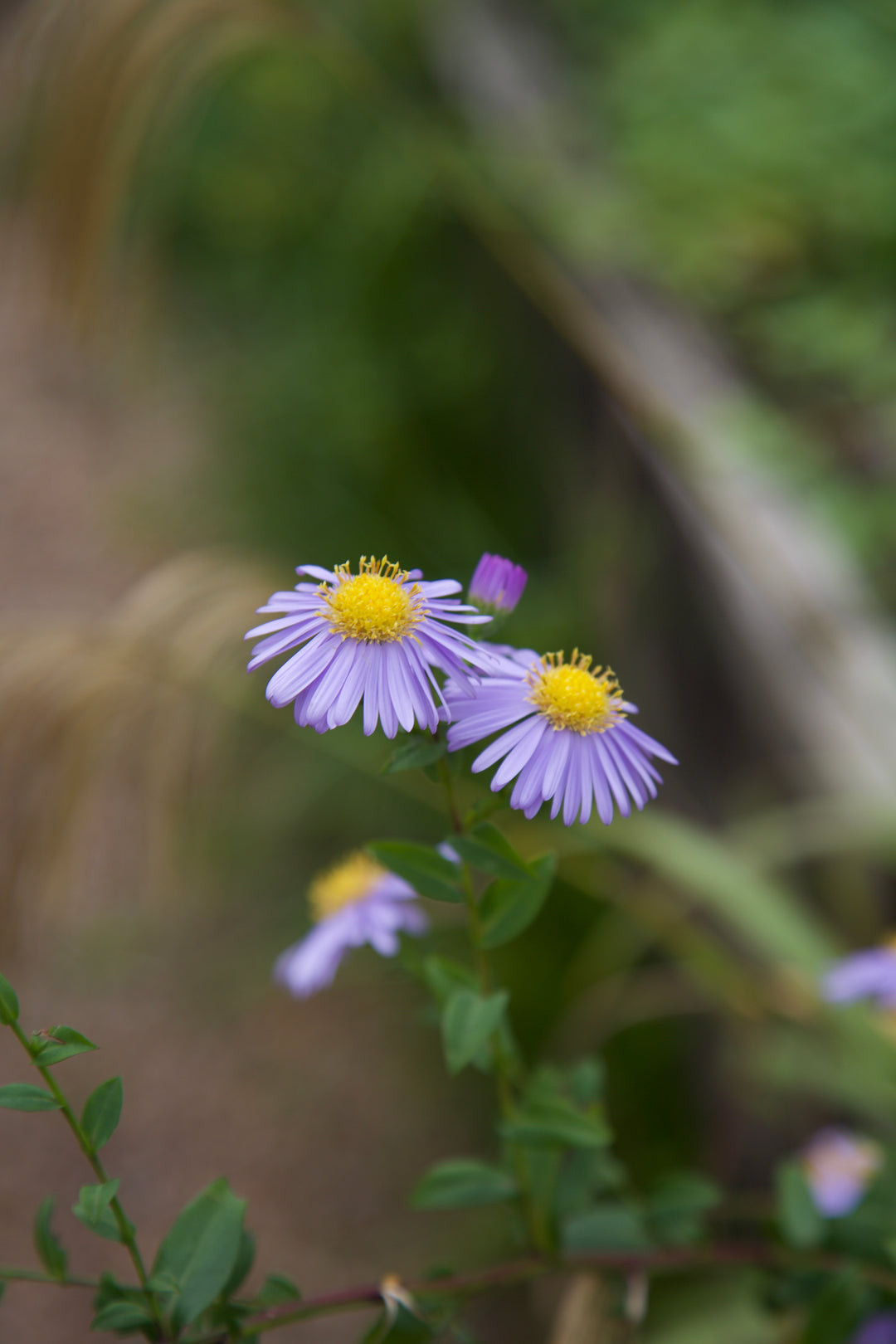 Symphyotrichum laeve 'Climax'