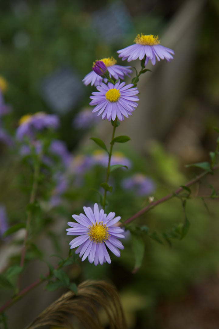 Symphyotrichum laeve 'Climax'