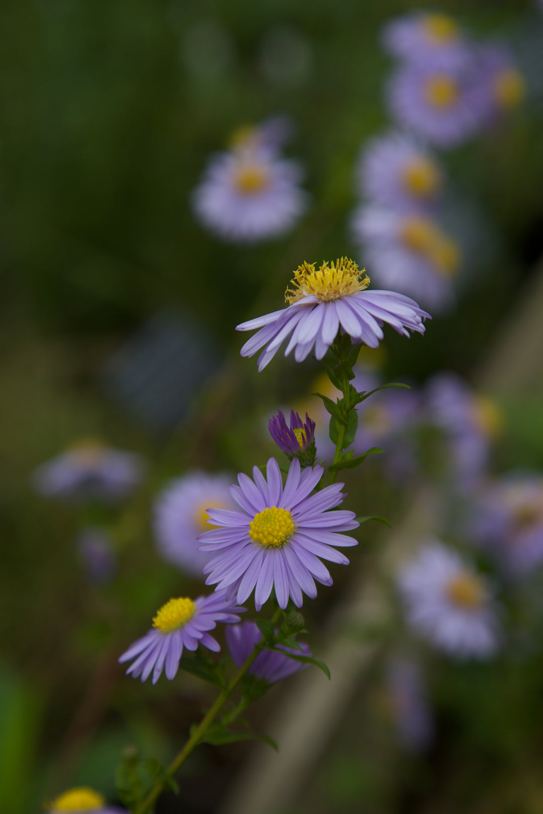 Symphyotrichum laeve 'Climax'
