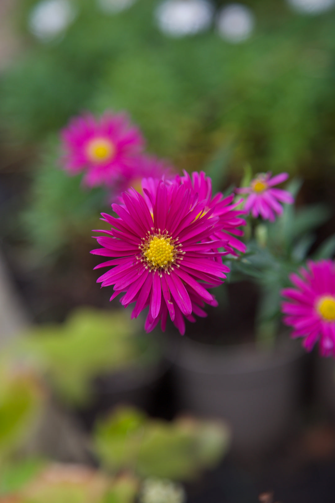 Symphyotrichum 'Coombe Radiance'