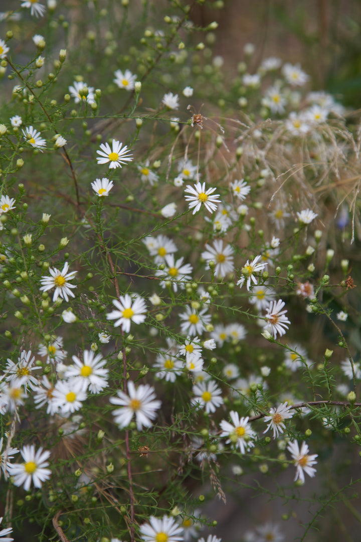 Symphyotrichum pilosum var. pringlei