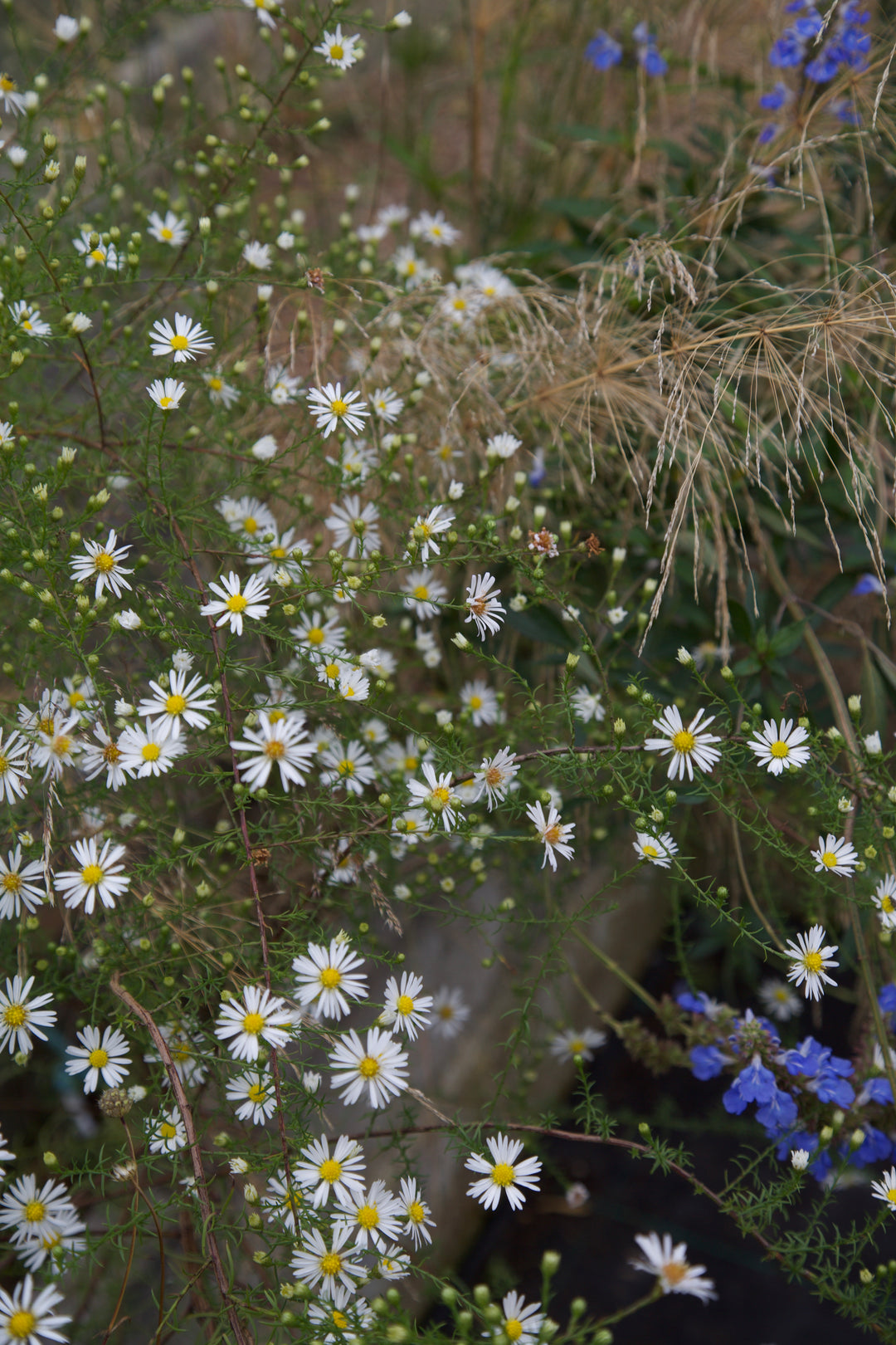 Symphyotrichum pilosum var. pringlei