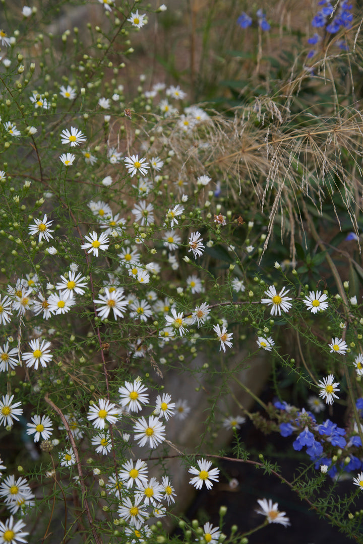 Symphyotrichum pilosum var. pringlei
