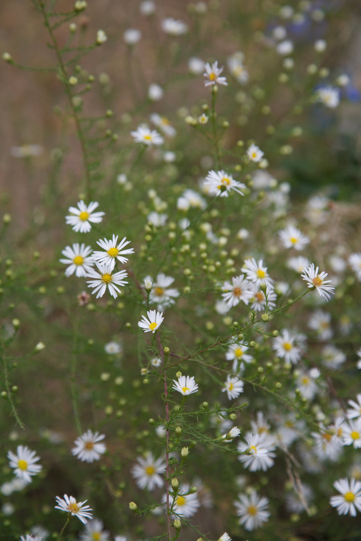 Symphyotrichum pilosum var. pringlei