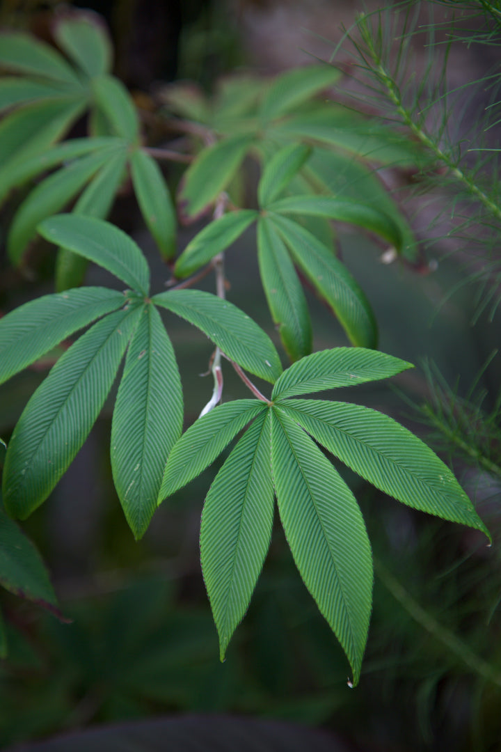 Rubus lineatus