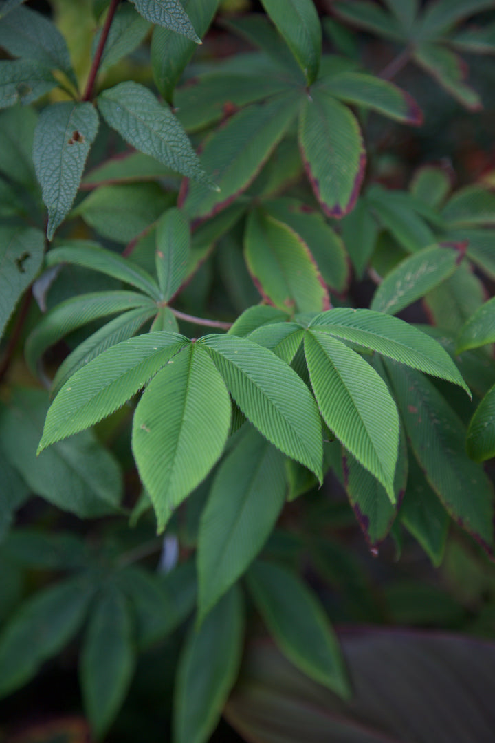Rubus lineatus