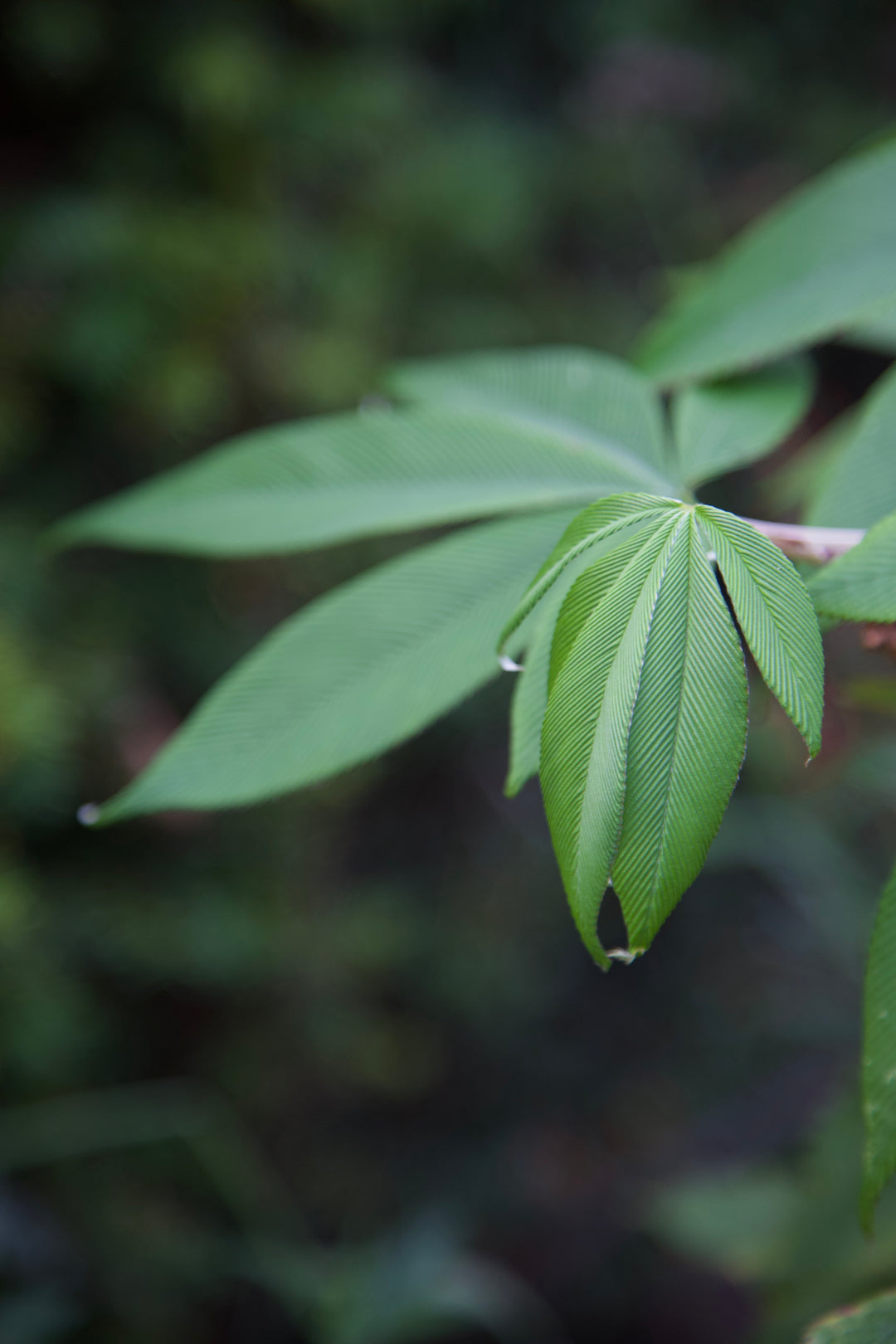 Rubus lineatus