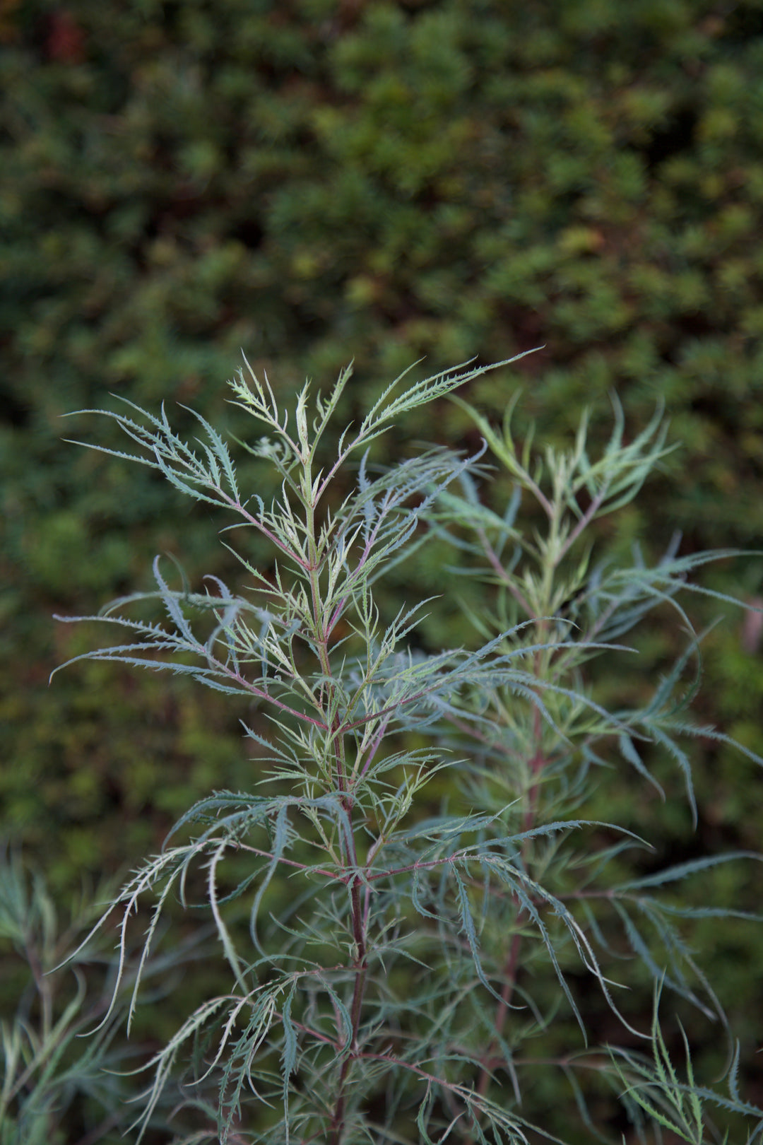 Tagetes lemmonii 'Martin's Mutant'