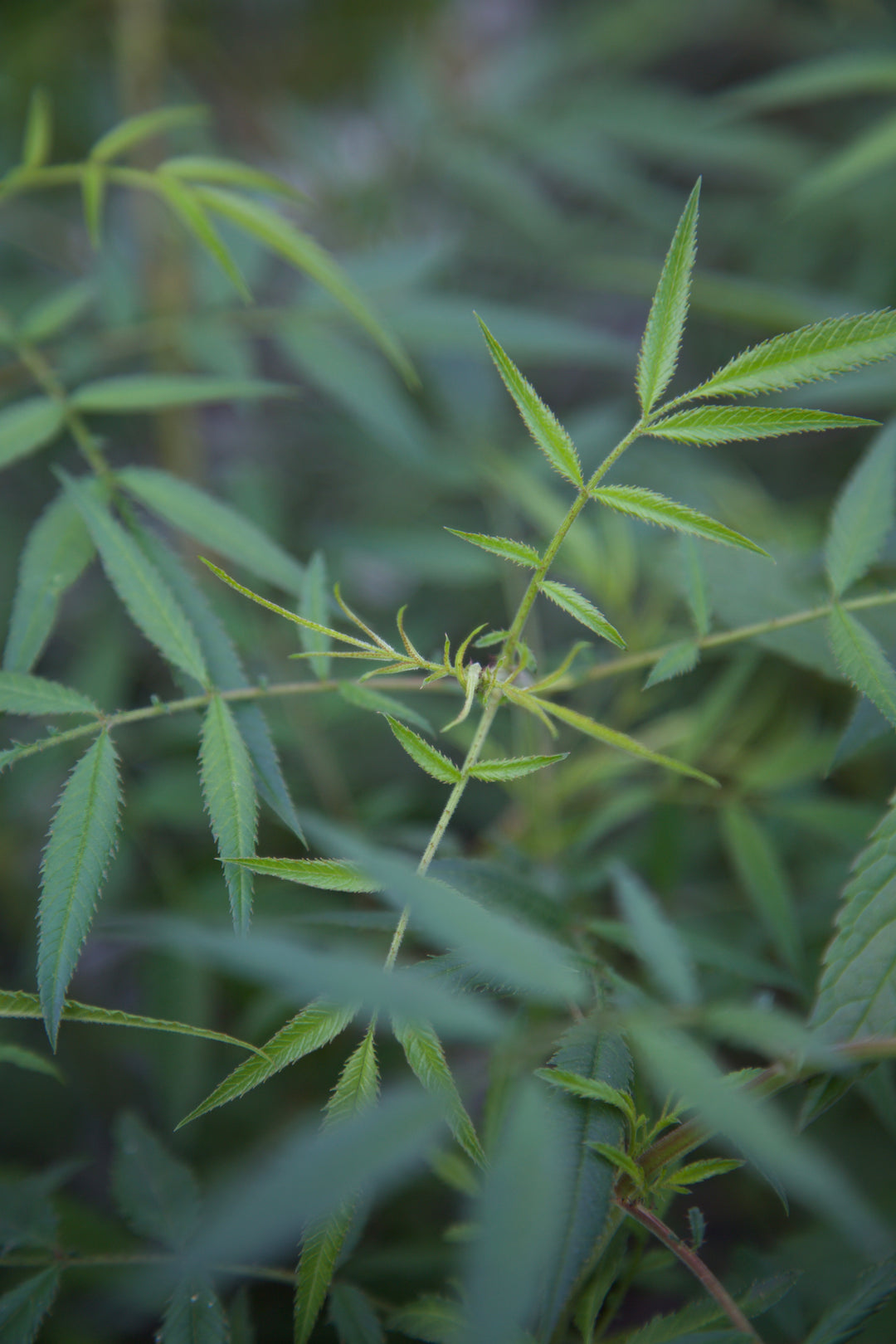 Tagetes lemmonii