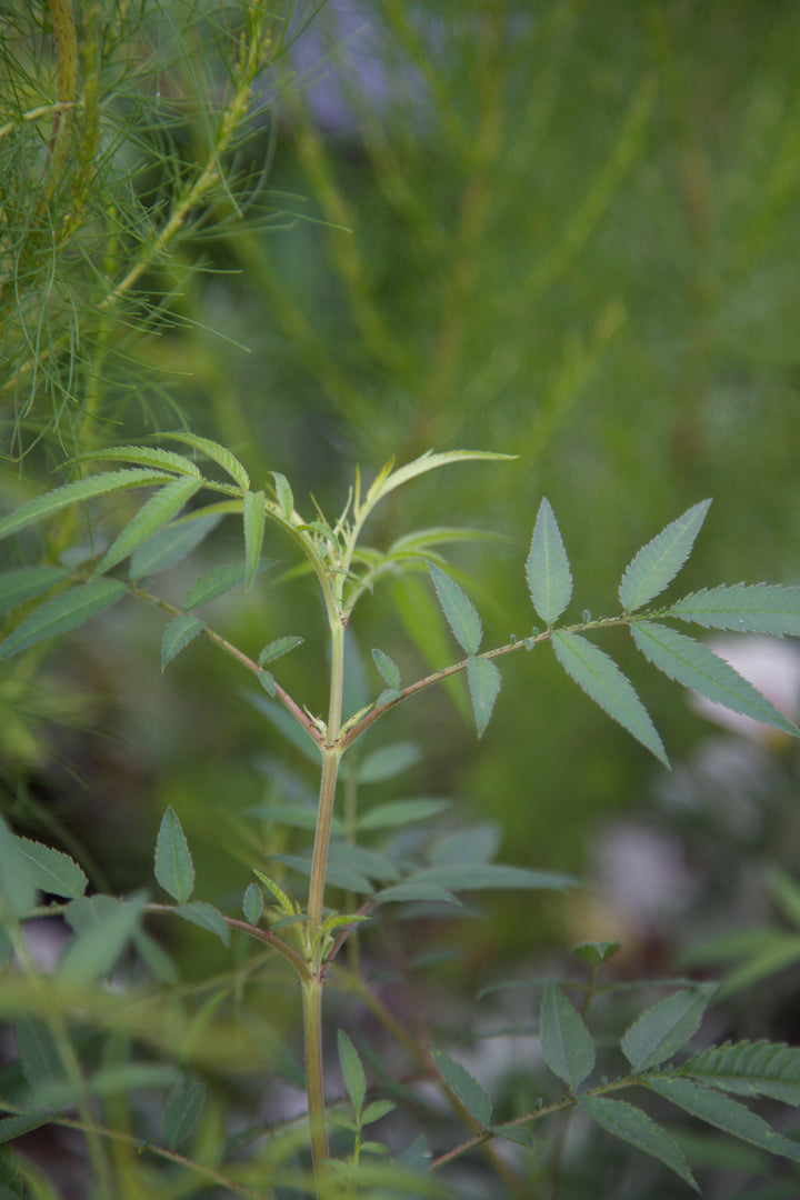 Tagetes lemmonii