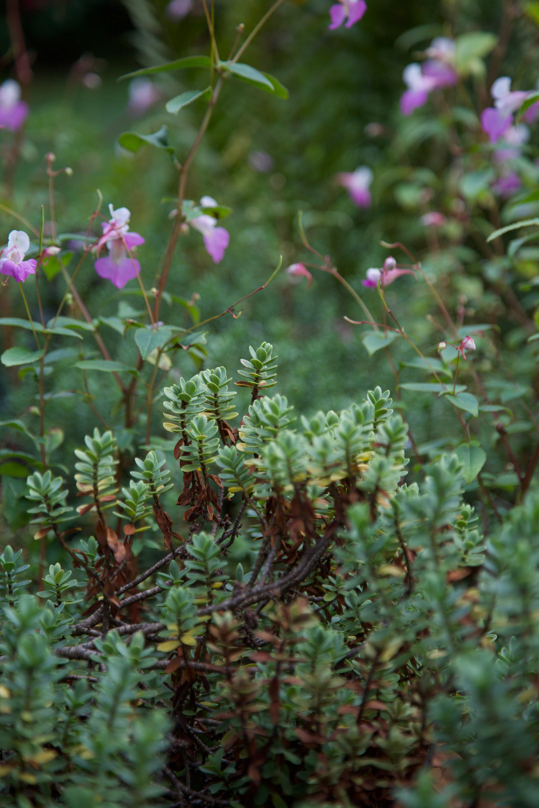 Veronica pinguifolia 'Pagei'