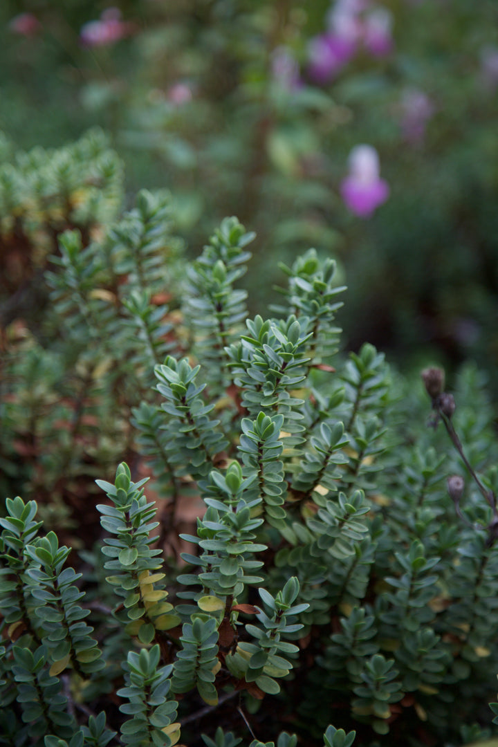 Veronica pinguifolia 'Pagei'