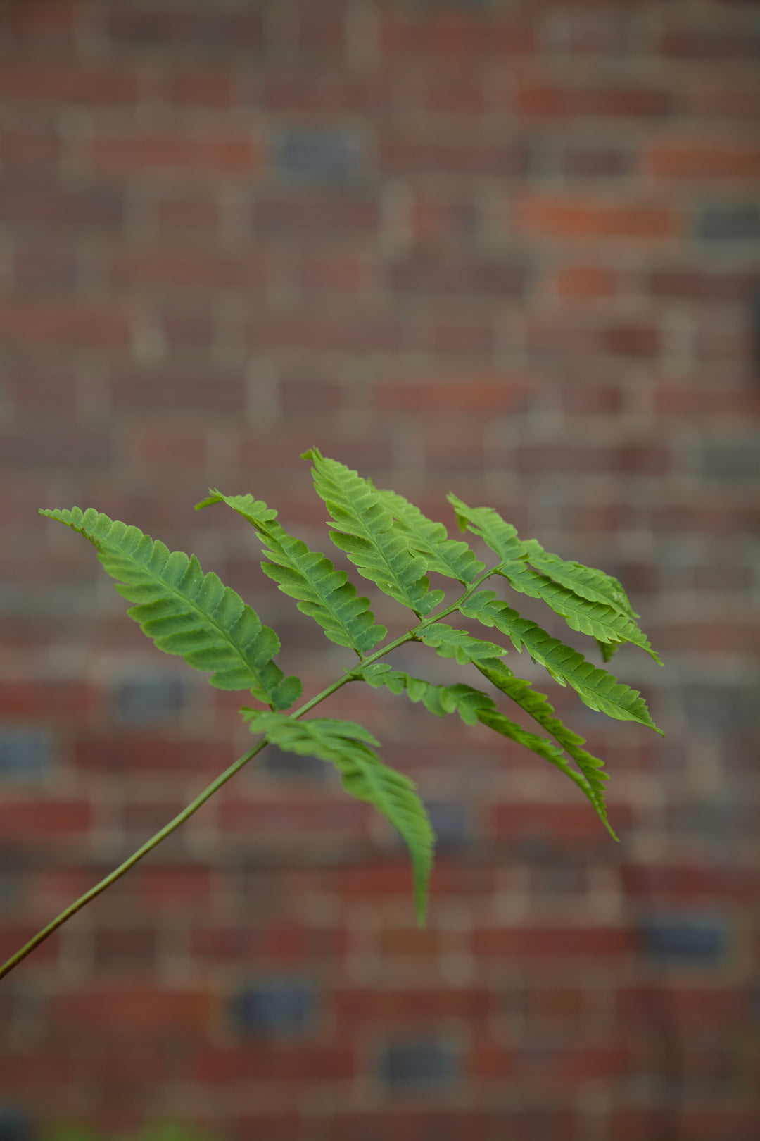 Dryopteris goldieana