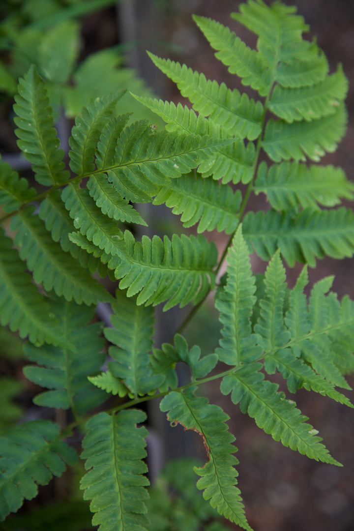 Dryopteris goldieana