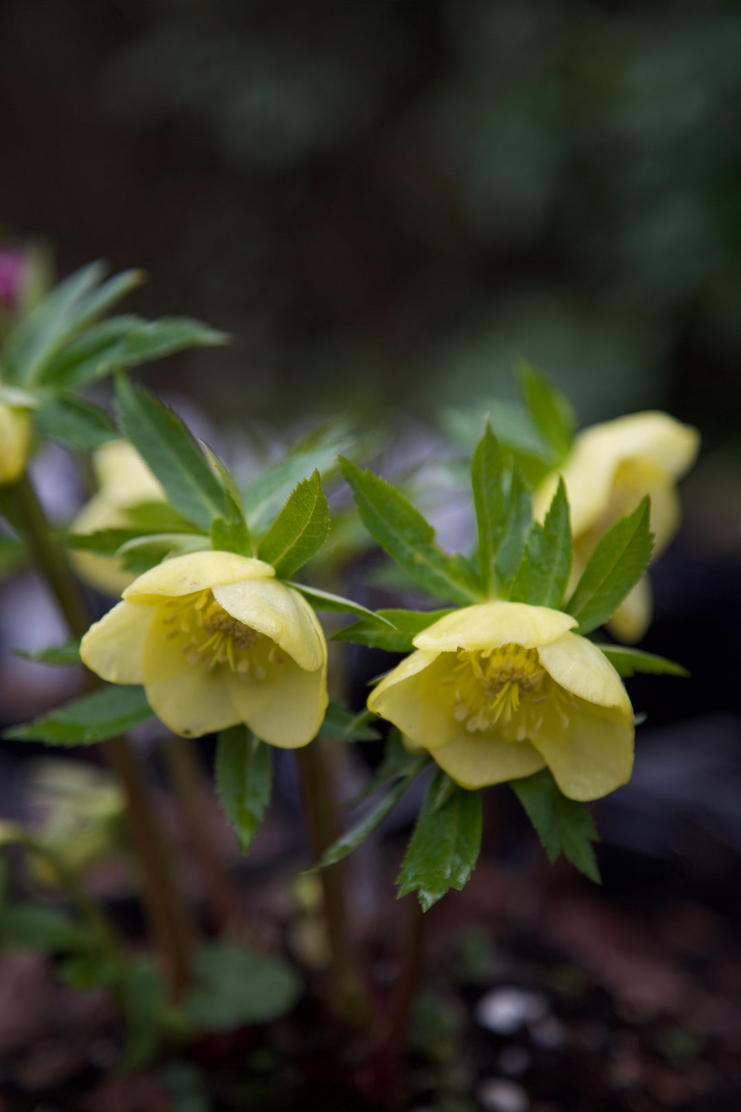 Helleborus x hybridus (Dixter Pure Yellow)