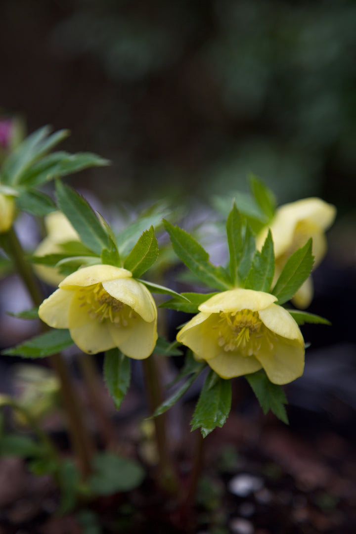 Helleborus x hybridus (Dixter Pure Yellow)