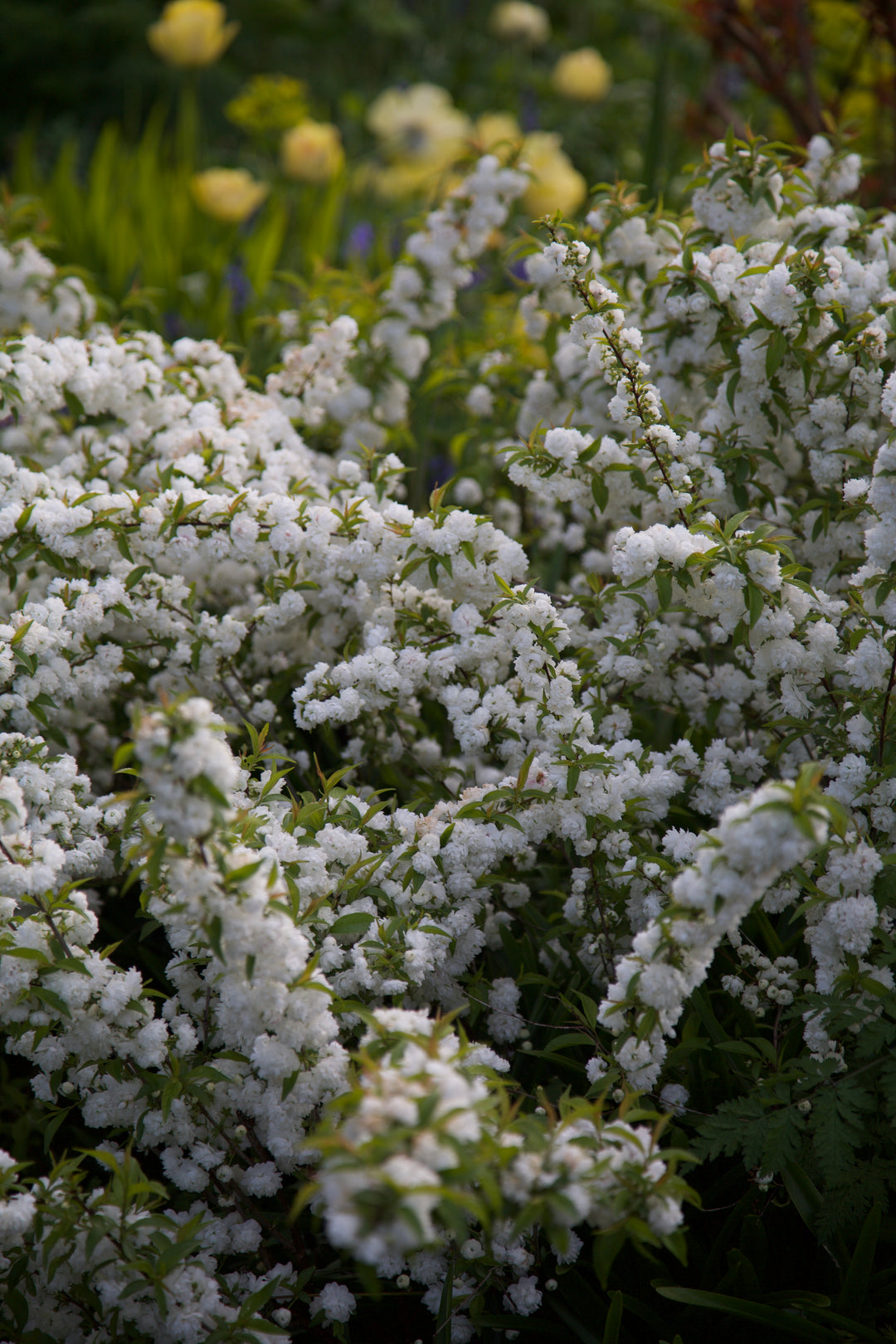 Prunus glandulosa 'Alba Plena'