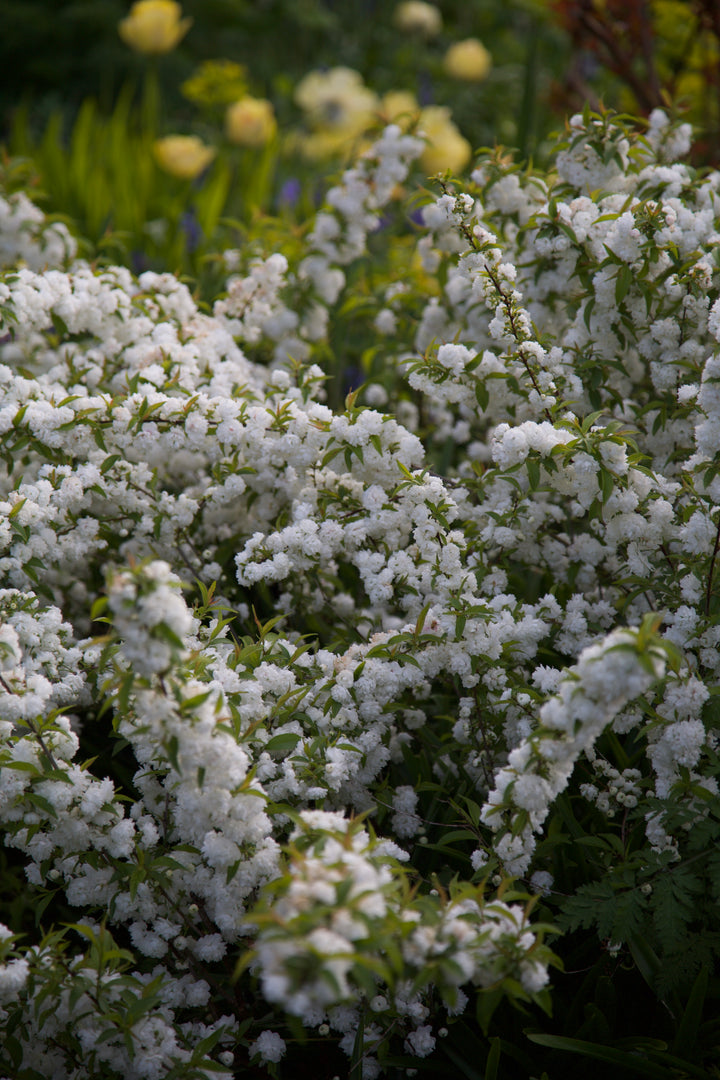 Prunus glandulosa 'Alba Plena'
