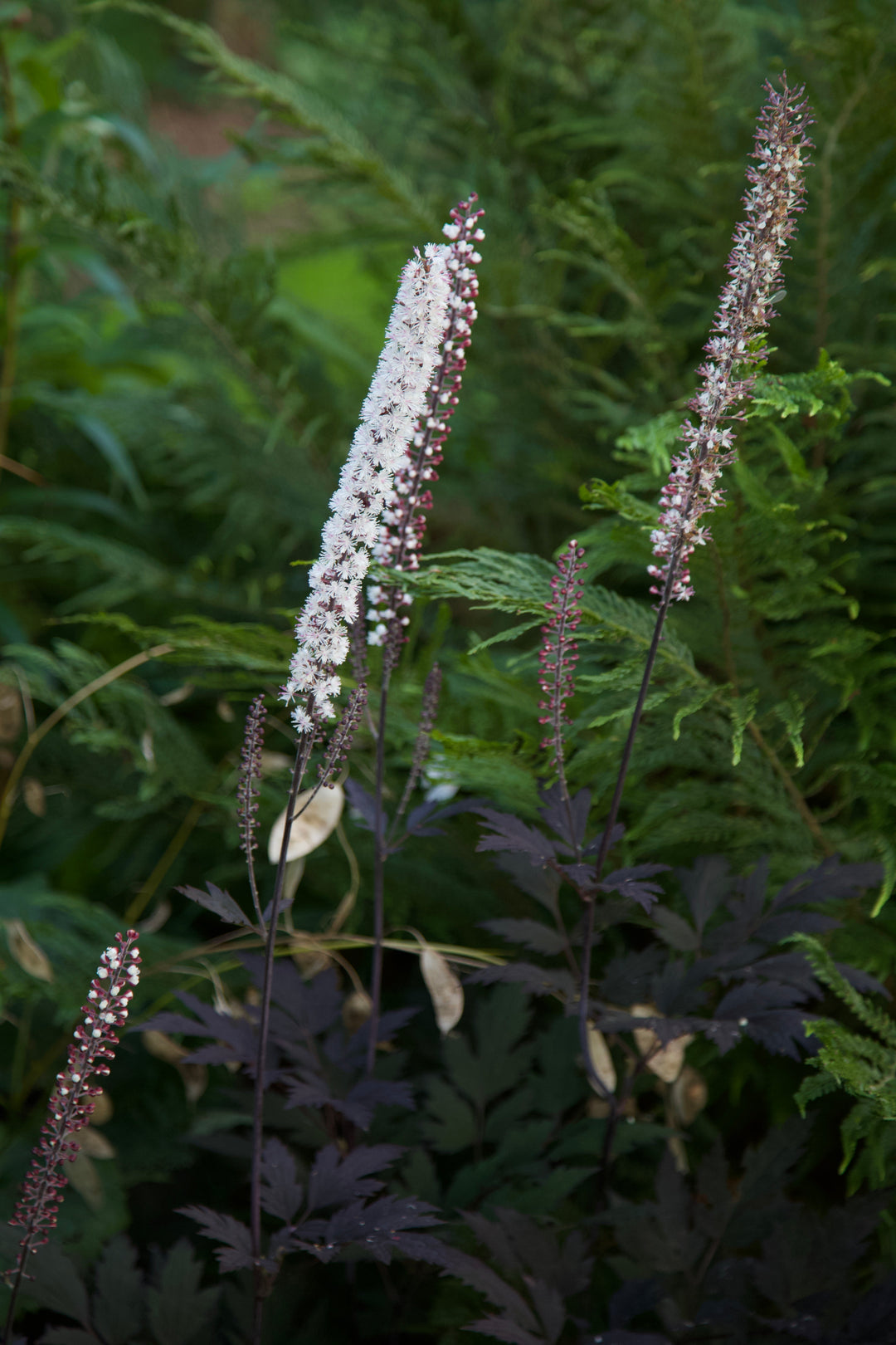 Actaea 'Queen of Sheba'