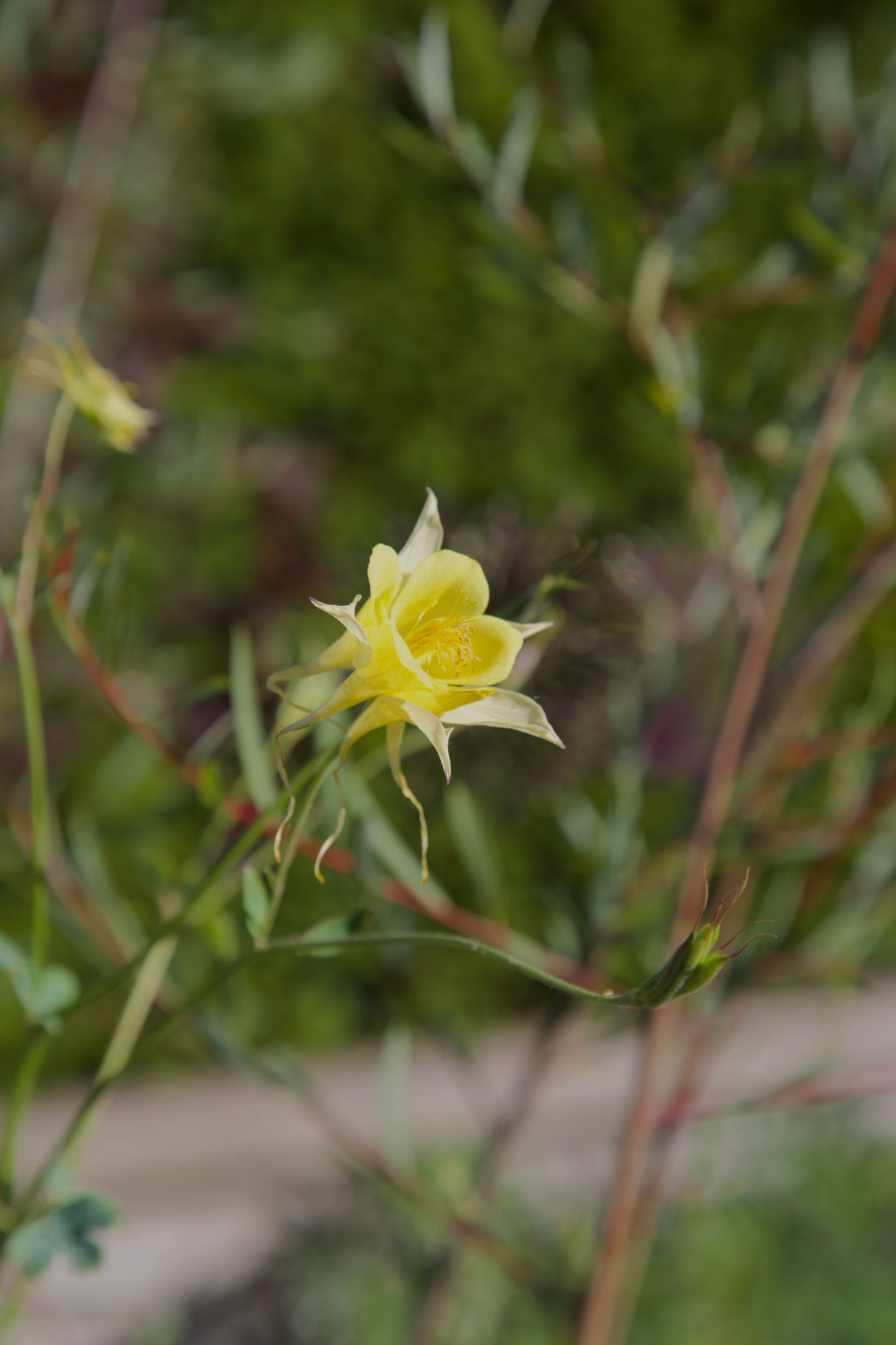 Aquilegia chrysantha 'Yellow Queen'