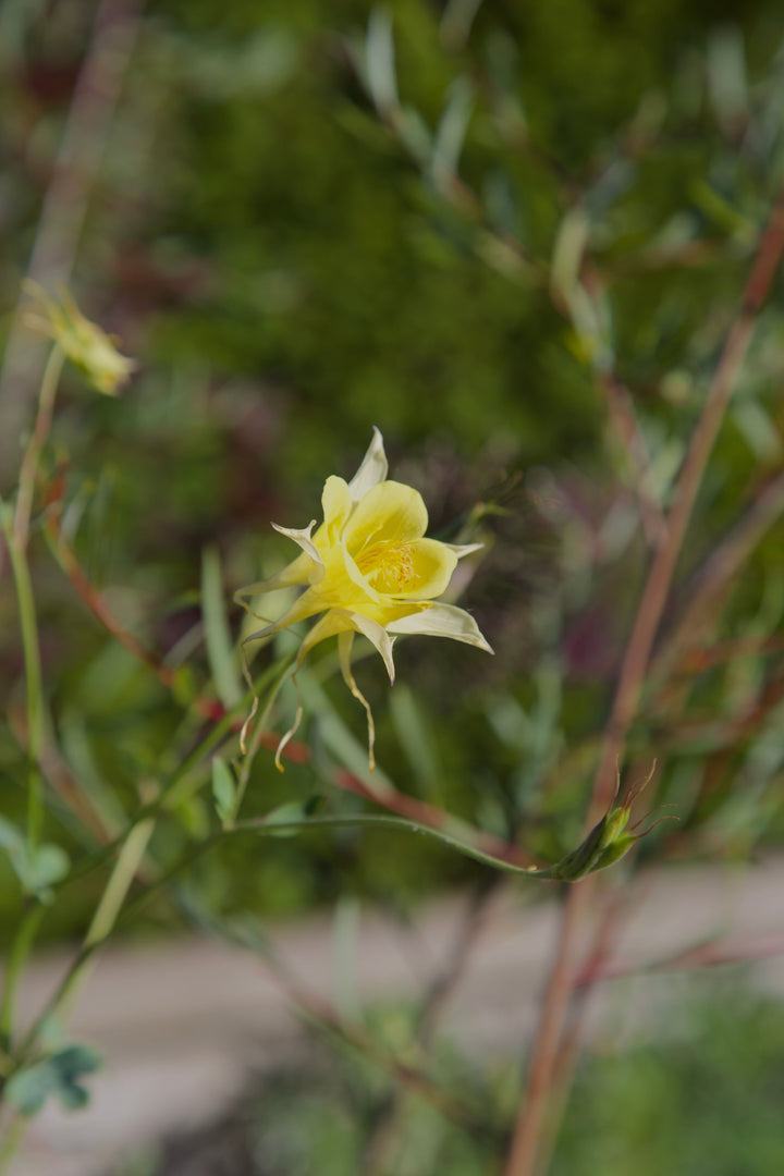 Aquilegia chrysantha 'Yellow Queen'