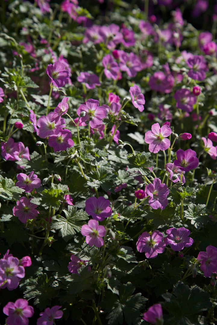 Geranium 'Mavis Simpson' AGM