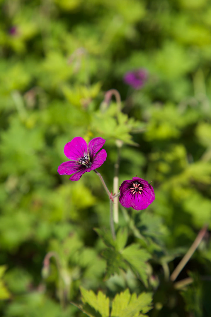 Geranium 'Anne Thomson' AGM