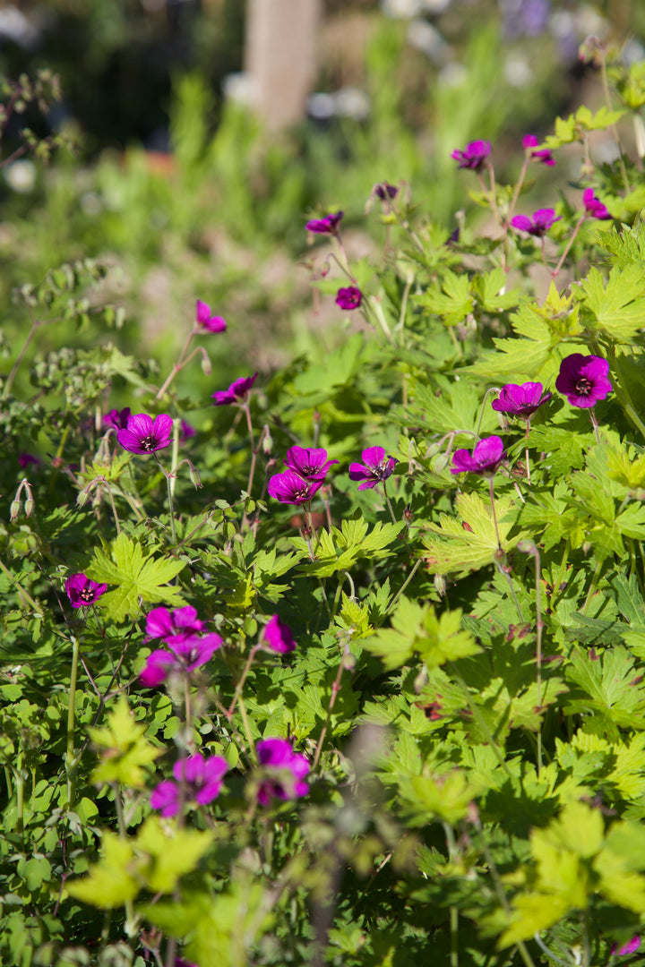 Geranium 'Anne Thomson' AGM