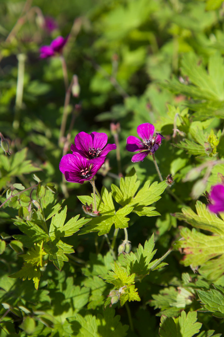 Geranium 'Anne Thomson' AGM