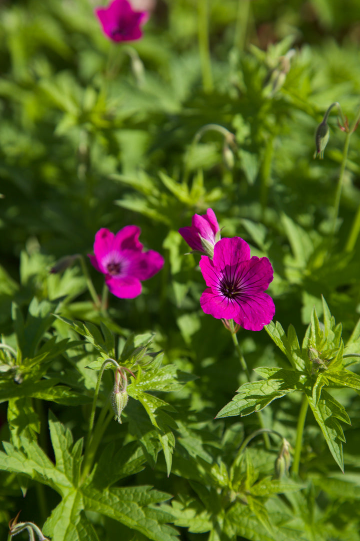 Geranium 'Red Admiral'