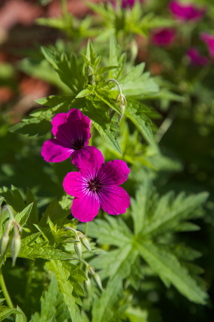 Geranium 'Red Admiral'