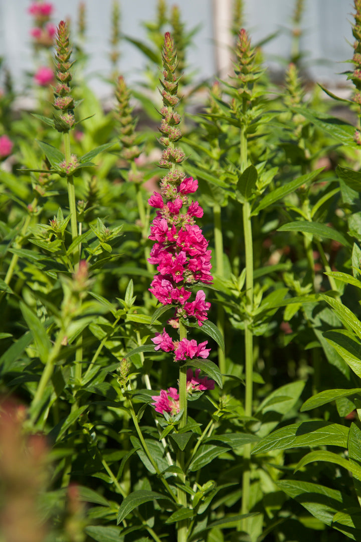 Lythrum salicaria 'Robert'