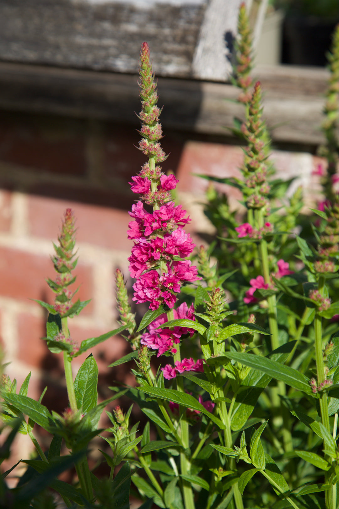 Lythrum salicaria 'Robert'