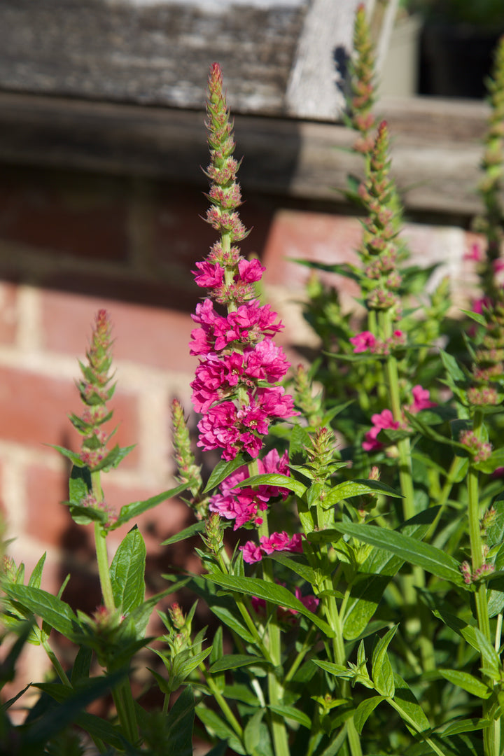 Lythrum salicaria 'Robert'