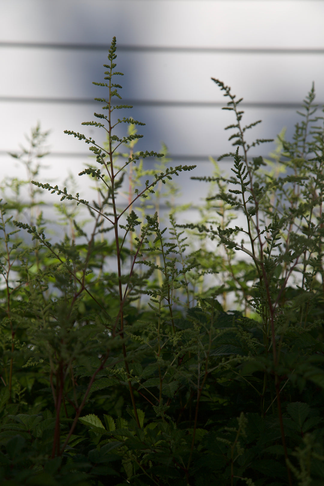 Astilbe 'Deutschland' AGM