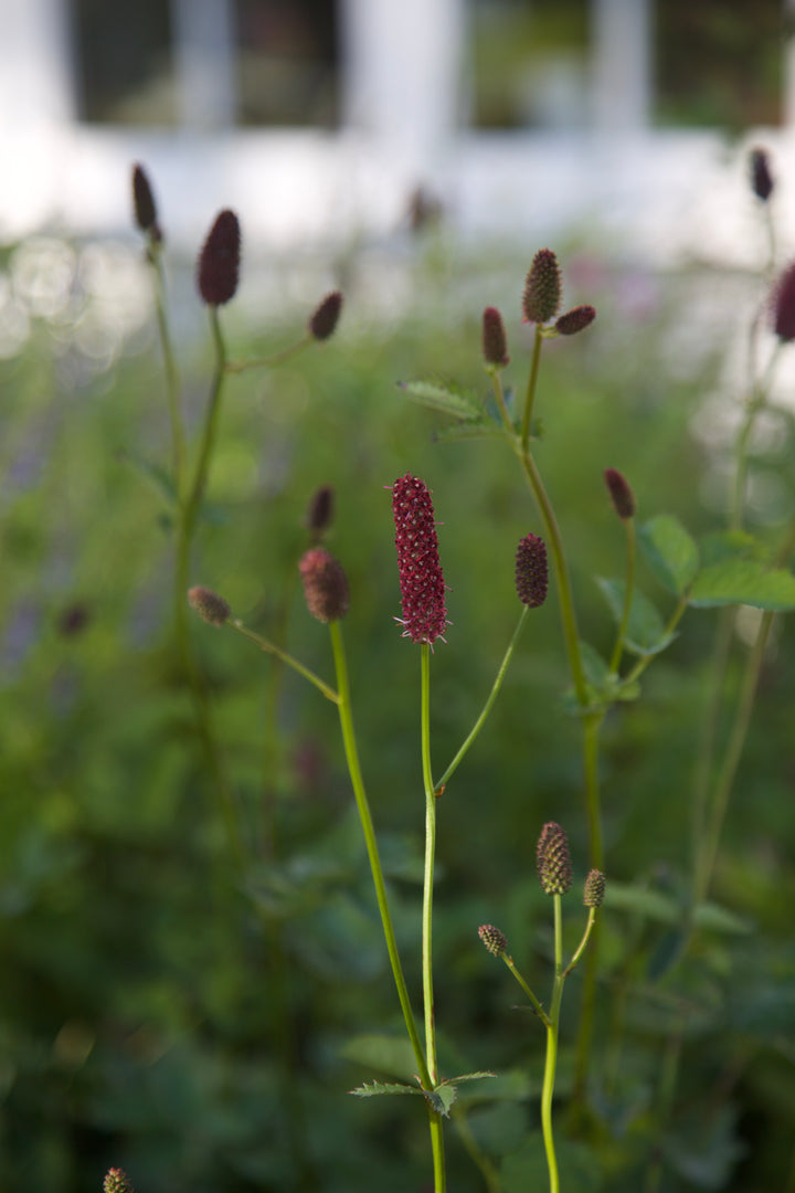 Sanguisorba menziesii AGM