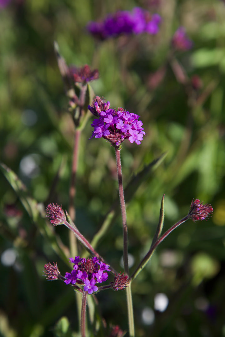 Verbena rigida AGM