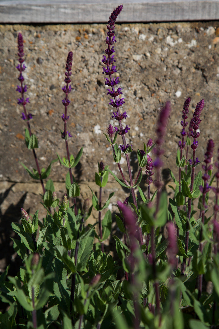 Salvia nemorosa 'Caradonna' AGM
