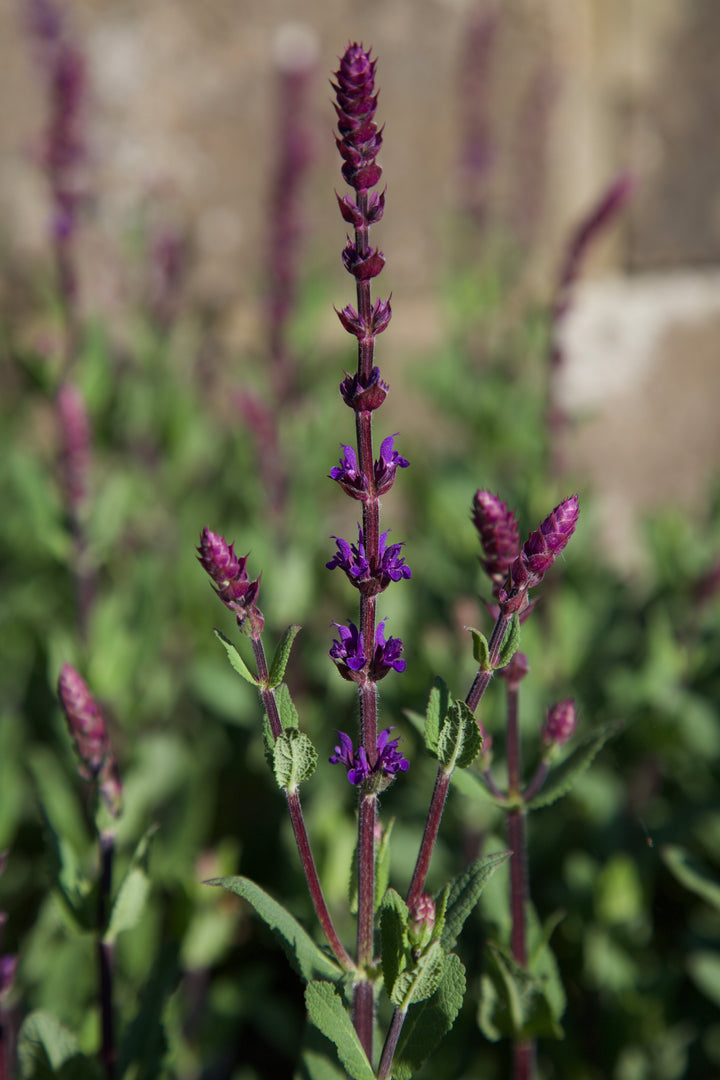Salvia nemorosa 'Caradonna' AGM